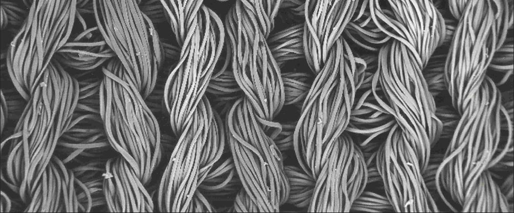 Microscopic image of a fiber.